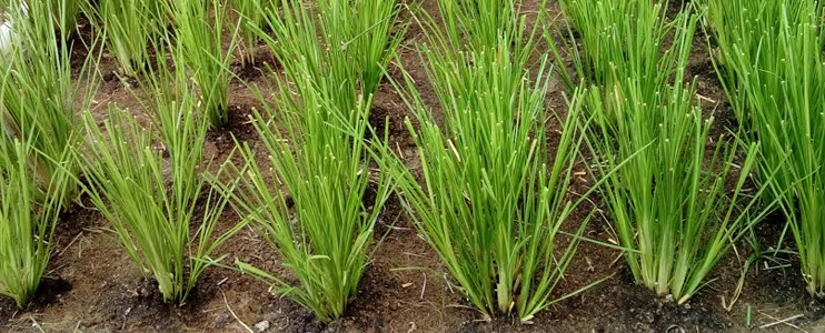 CNPC grows vetiver grasses used in soil erosion control and soil detoxification